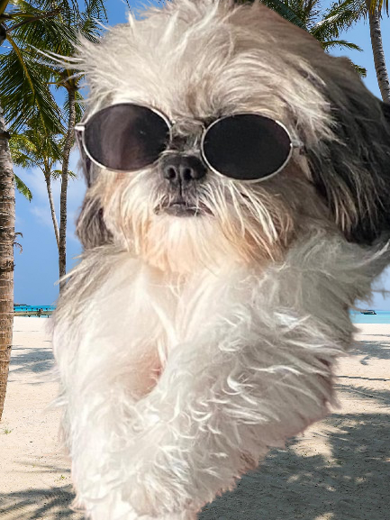 EWOK at the beach