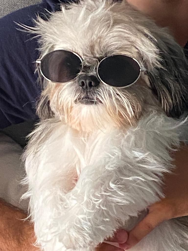 Real dog with sunglasses - EWOK